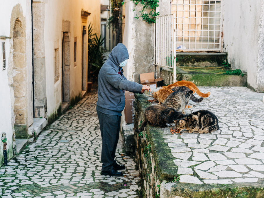 Hrănirea animalelor pe domeniul public, între lege și regulamente