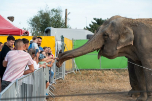 Zoo Park la Podul peste Dunăre. 13 septembrie, ultima zi la Sm&acirc;rdan (FOTO)