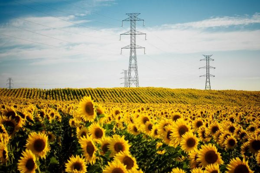 Câţi bani ies din lanurile de floarea soarelui