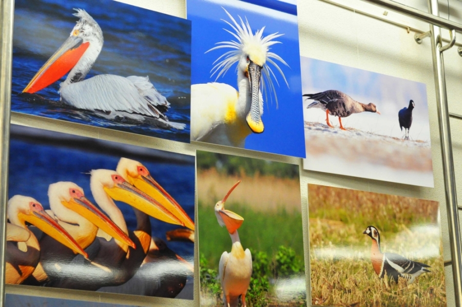 Dobrogea în imagini, de miercuri, la Muzeul de Ştiinţele Naturii