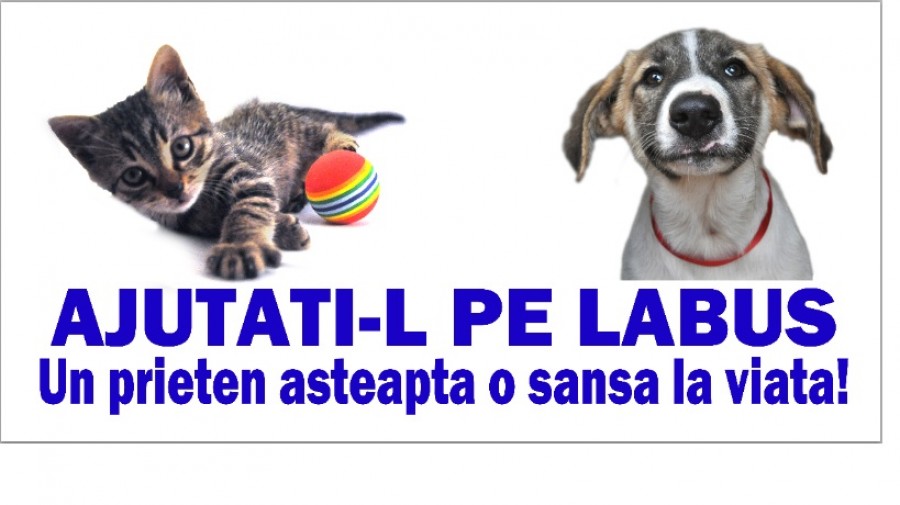 "Ajutaţi-l pe Lăbuş" - Târg de adopţii şi sterilizări gratuite