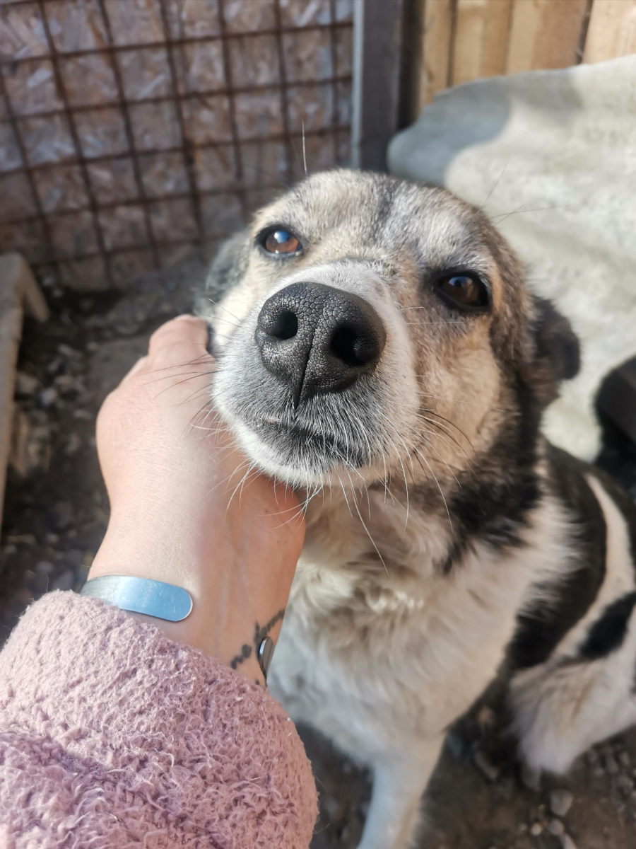 Ziua Internațională a Animalelor Fără Stăpân, celebrată și în Galați. Concurs cu premii şi ateliere gratuite, online