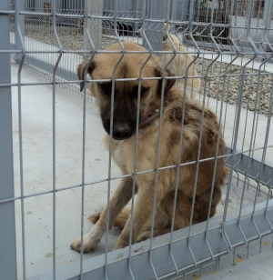 Cât costă EUTANASIEREA unui câine, la Galați. TARIF votat de aleşii locali