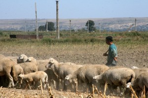 Ciobanii din Scânteieşti, acuzaţi de omor, readuşi în faţa instanţei