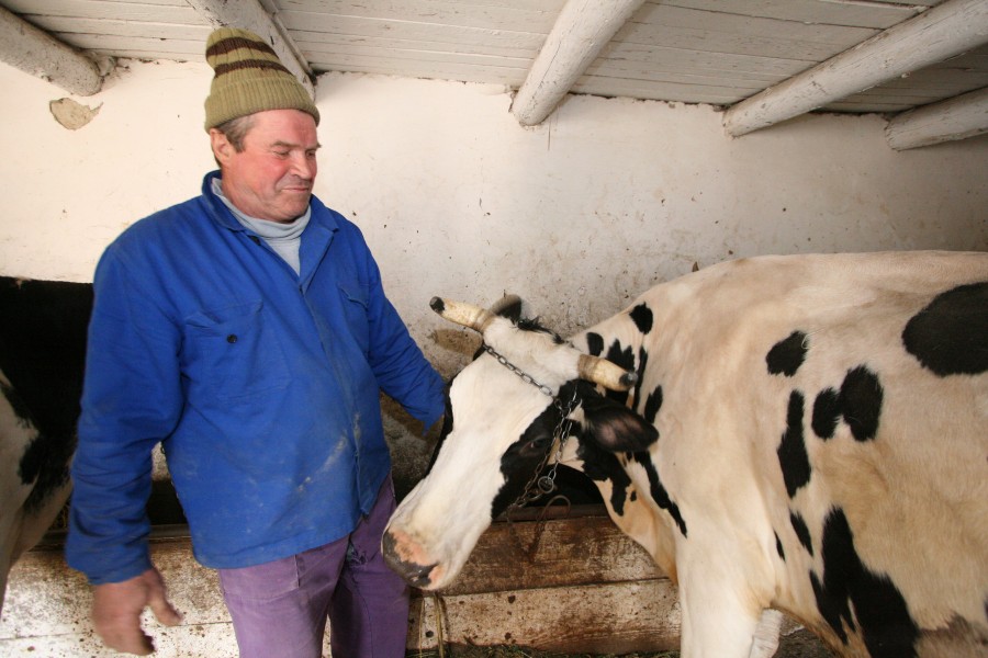 Micii fermieri gălăţeni ştiu ce e de făcut. „Producem lapte mai bun decât străinii!”