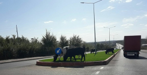 Bezna minţii: vaca-n târg şi coasele în grevă! GAFELE anului 2017 (FOTO)