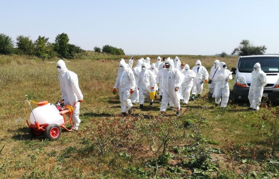 Mistreţi morţi din cauza pestei porcine, la Gârboavele