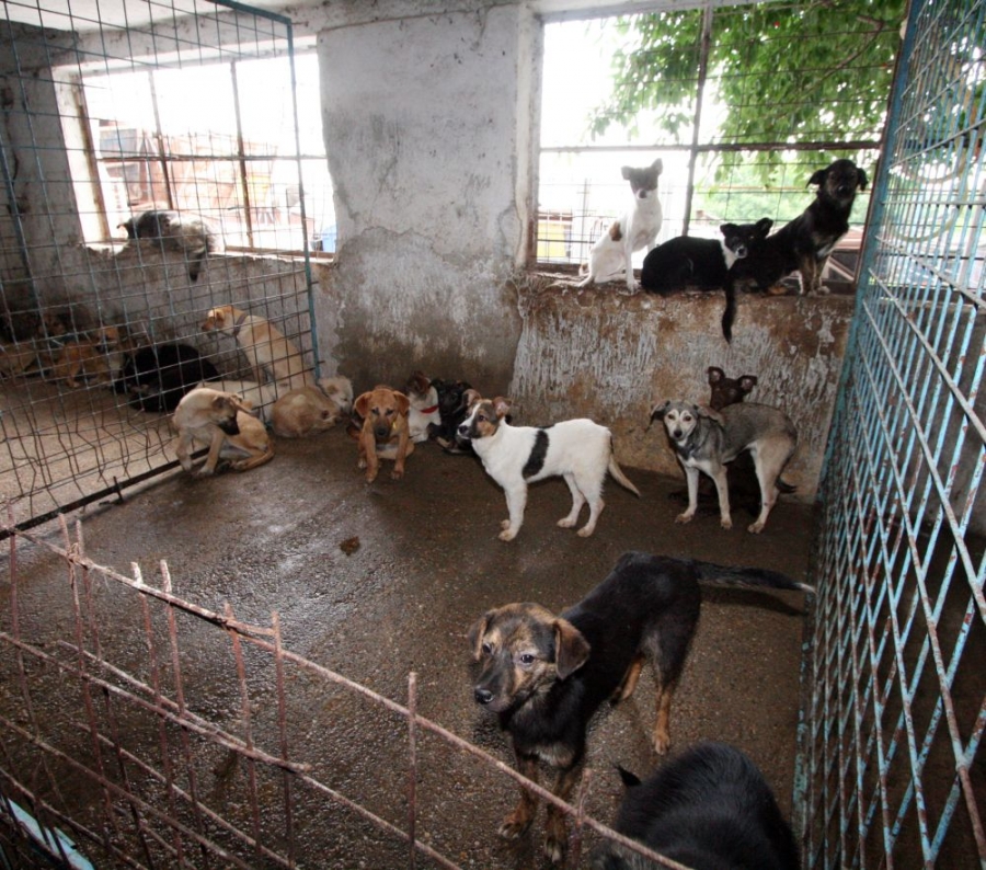 Vor fi sterilizaţi câini la Galaţi, dar nu maidanezii/ Padocul Ecosal este plin până la refuz