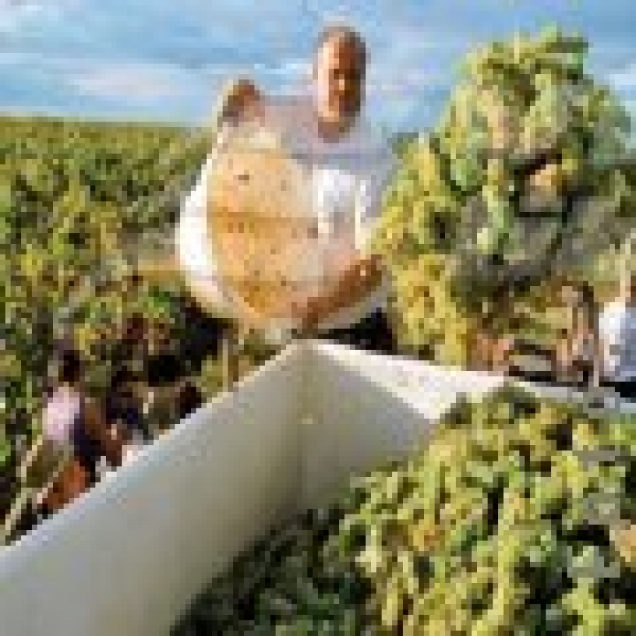 „Carnet de viticultor” pentru comercializarea strugurilor