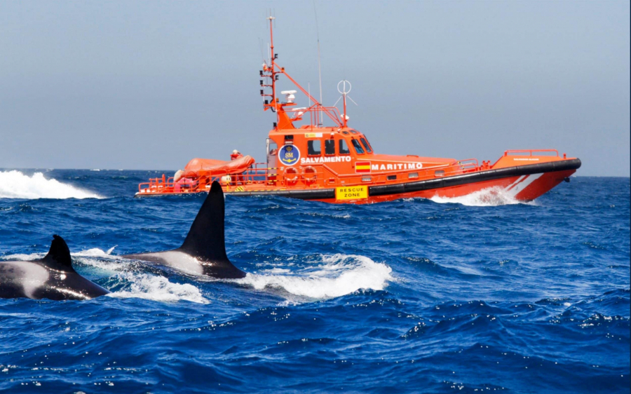 Orcile atacă în largul coastelor Spaniei