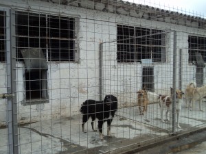 Eutanasierea maidanezilor ar putea începe la sfârşitul lunii ianuarie/ Leşurile vor fi incinerate