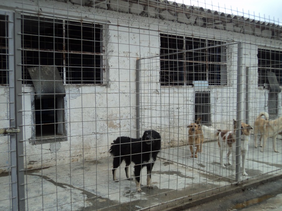 Eutanasierea maidanezilor ar putea începe la sfârşitul lunii ianuarie/ Leşurile vor fi incinerate