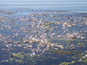 POLUARE din cauze necunoscute pe râul Bârlădel. Mii de peşti morţi plutesc pe apă!