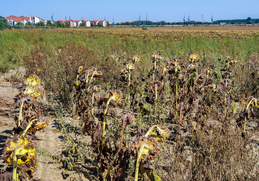 Procesul cu Guvernul merge mai departe. Galaţiul continuă să facă agricultură la Brăila