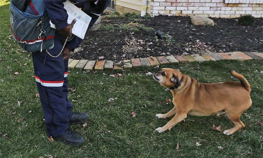 Cum cerem ajutor pentru animale chinuite sau agresive? Felul cum vorbim face diferenţa