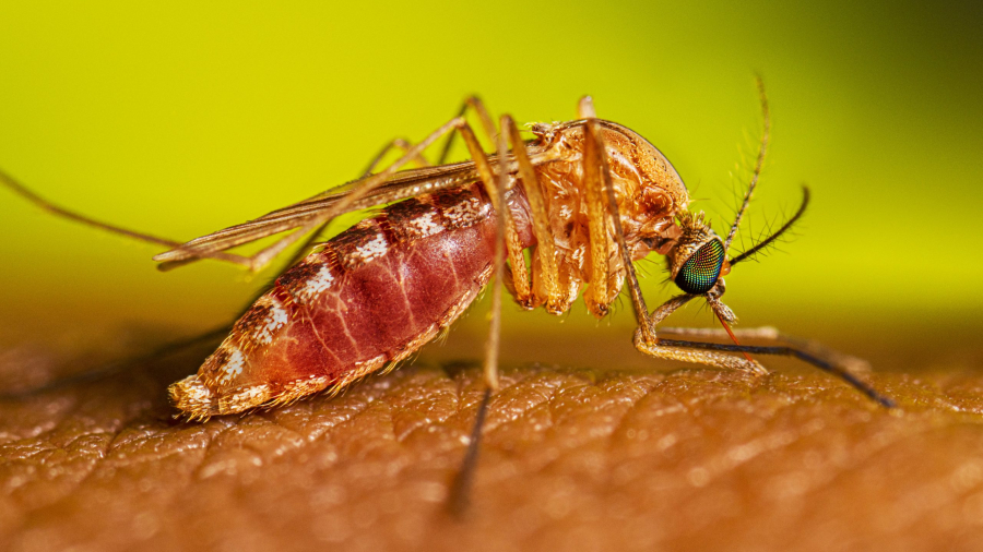Al treilea caz de infectare cu West Nile la Galați