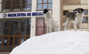 Galațiul e plin de munți de zăpadă/ Până şi câinii vor deszăpezire grabnică