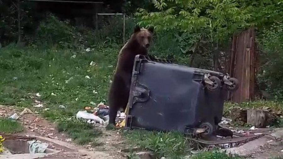 Adio, trasee montane la pas prin zonele împădurite!