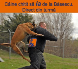 Câinii s-au răzgândit: IAU de la Băsescu