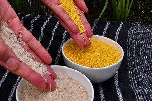 Orezul modificat genetic poate salva de la moarte 700.000 de copii anual