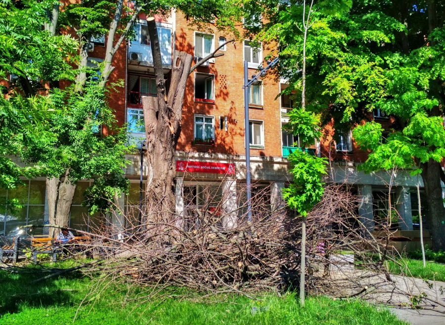 UPDATE. Prețul betonului: Arbori uscați și tăiați la Spicu și Romarta (FOTO)
