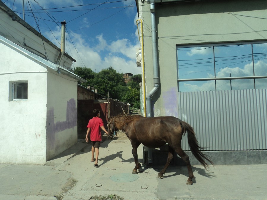 Tropa-trop prin oraş/ La plimbare cu calul în Noul Galaţi