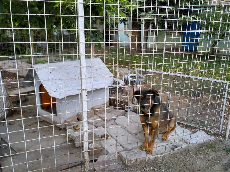 Adăposturile pentru câini, interzise pe domeniul public