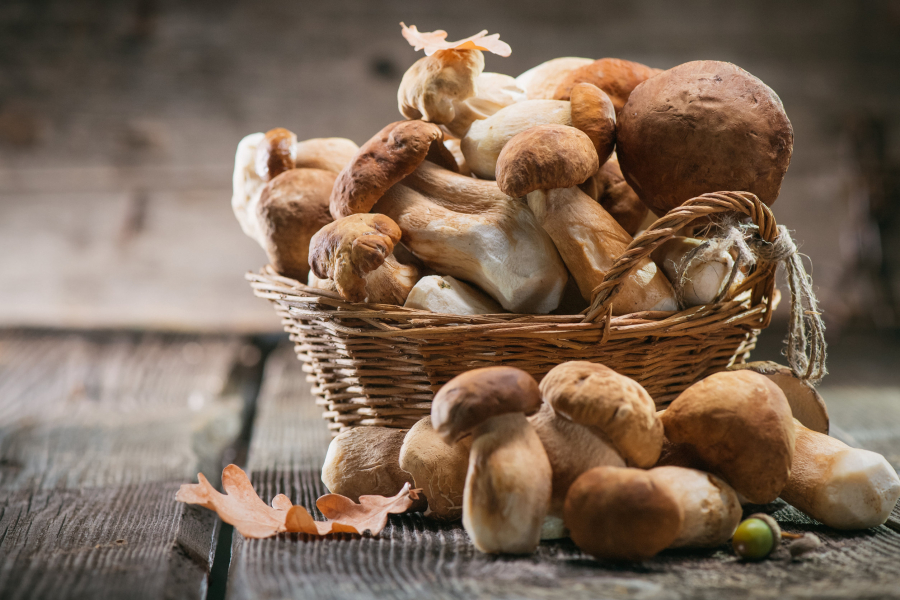Ciupercile, sursă importantă de fibre și minerale
