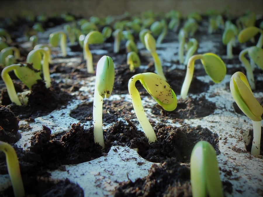 Au fost stabilite alocările pentru sprijin în sectorul vegetal