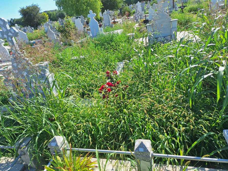 Printre morminte, ca în junglă. Cimitirul „Sf. Lazăr”, îngropat în bălării. (FOTO)
