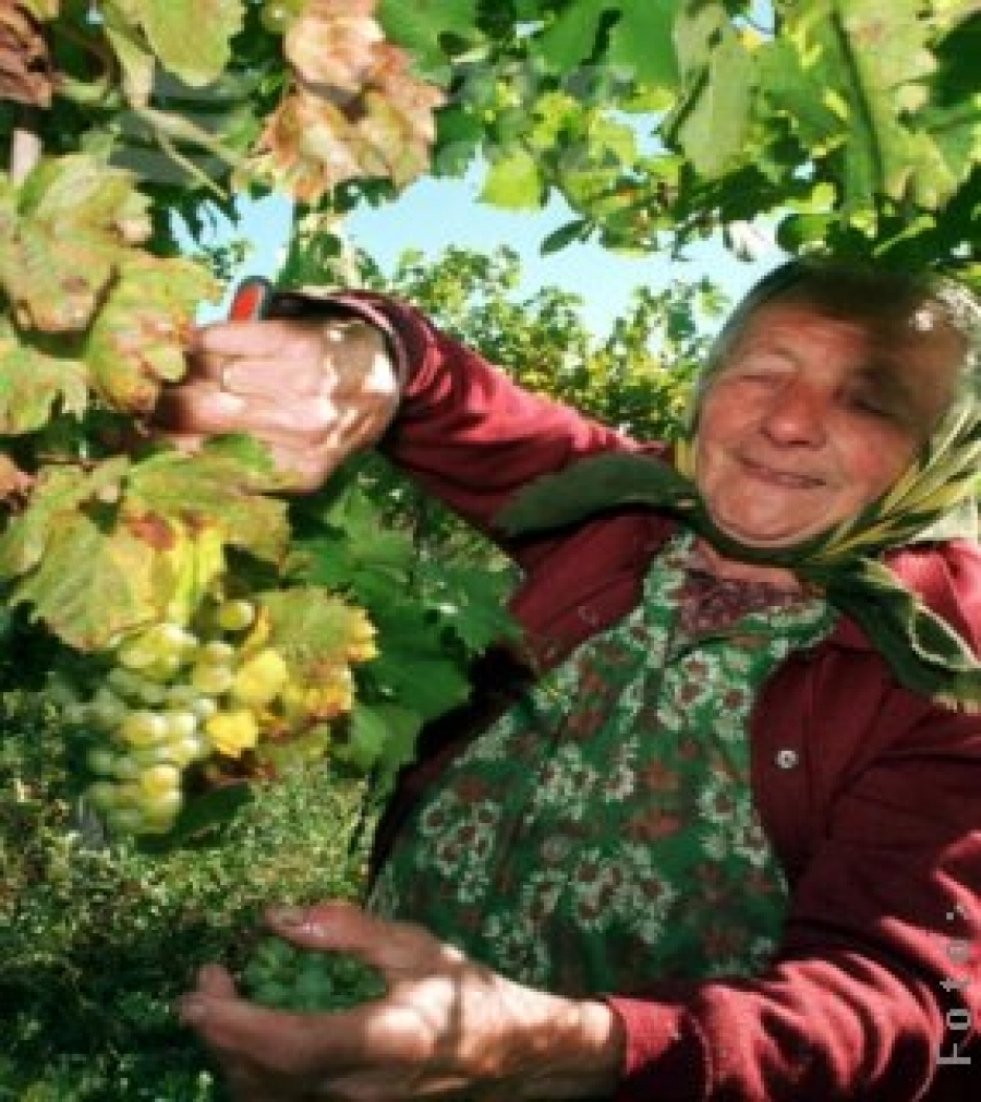 Producţia de struguri pentru vin, mai mare decât estimările iniţiale