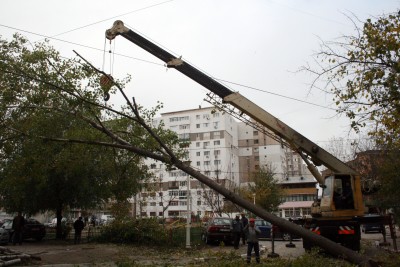 Conflict în jurul plopului: Cerere aprobată după patru ani