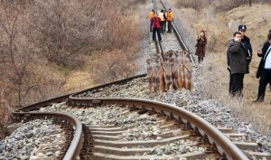 Liniile de tren Galaţi-Bârlad, curbate de CFR pentru salvarea unei familii de suricate (FOTO)