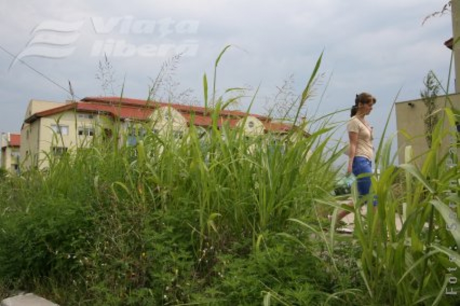 Cu iarba la piept şi ţânţarii la picior 