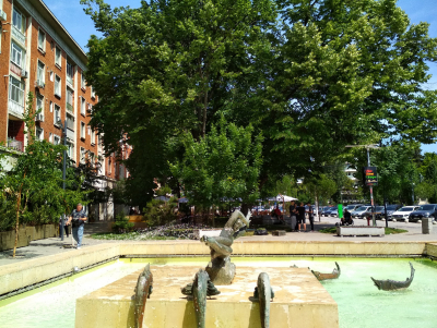 Copaci uscați și crengi fragile, în centrul orașului. Pericole publice într-o zonă aglomerată (FOTO)