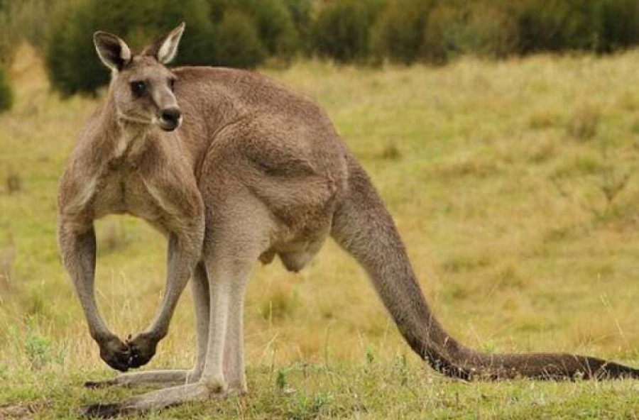 Flora şi fauna Australiei, amenințate mai mult decât oricând
