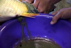 PREMIERĂ/ Geneticienii gălăţeni au încrucişat crapul cu morunul
