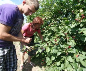 Investiţie unică în judeţul Galaţi: Mure, zmeure şi coacăz pe o plantaţie extinsă  