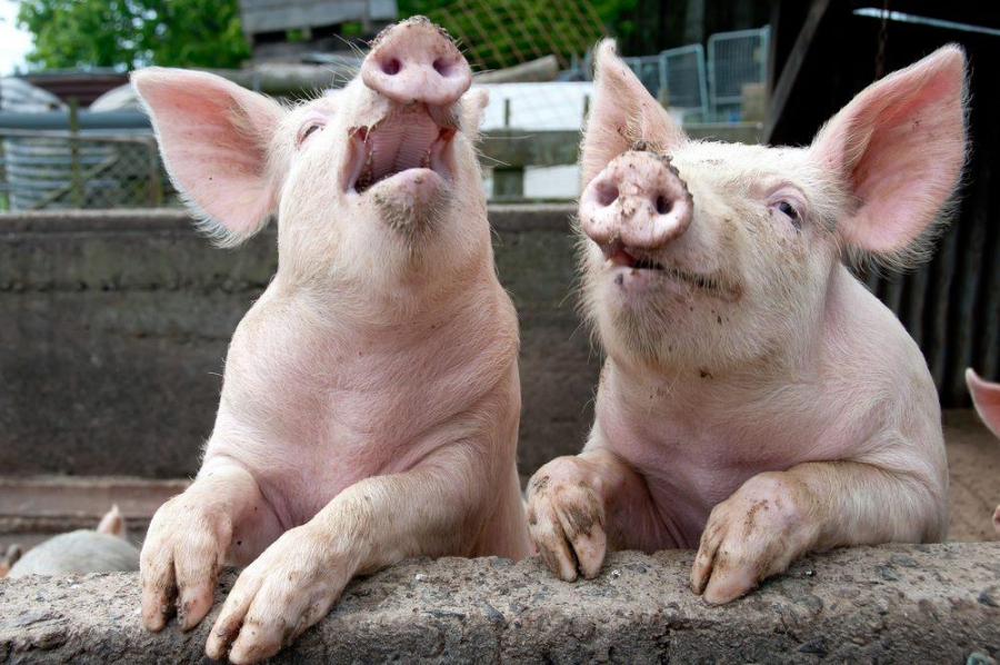 Marea porcărie | Acţiuni tardive şi haotice. Să-i facem albie de porci! PAMFLET