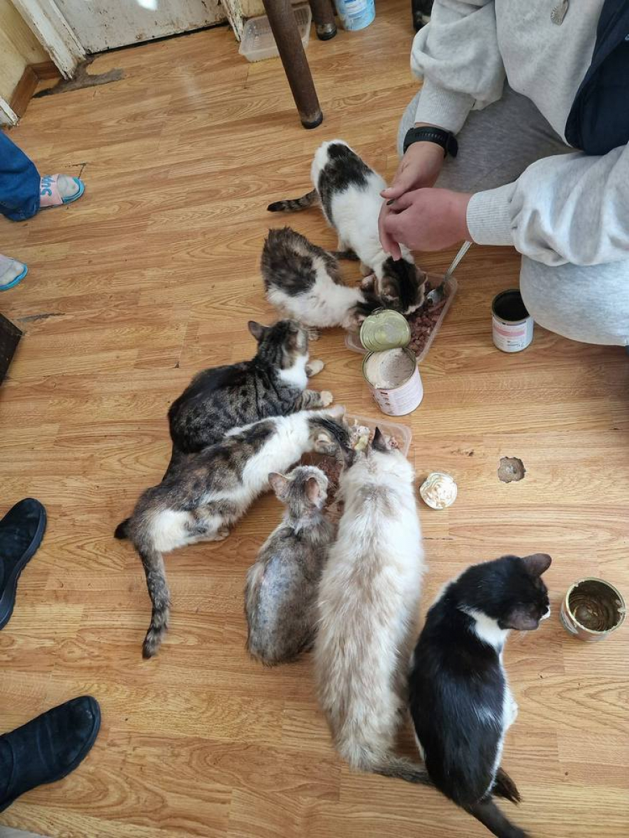 15 pisici şi doi adulți, într-un apartament cu o cameră din Galați. Este nevoie de intervenţia autorităţilor