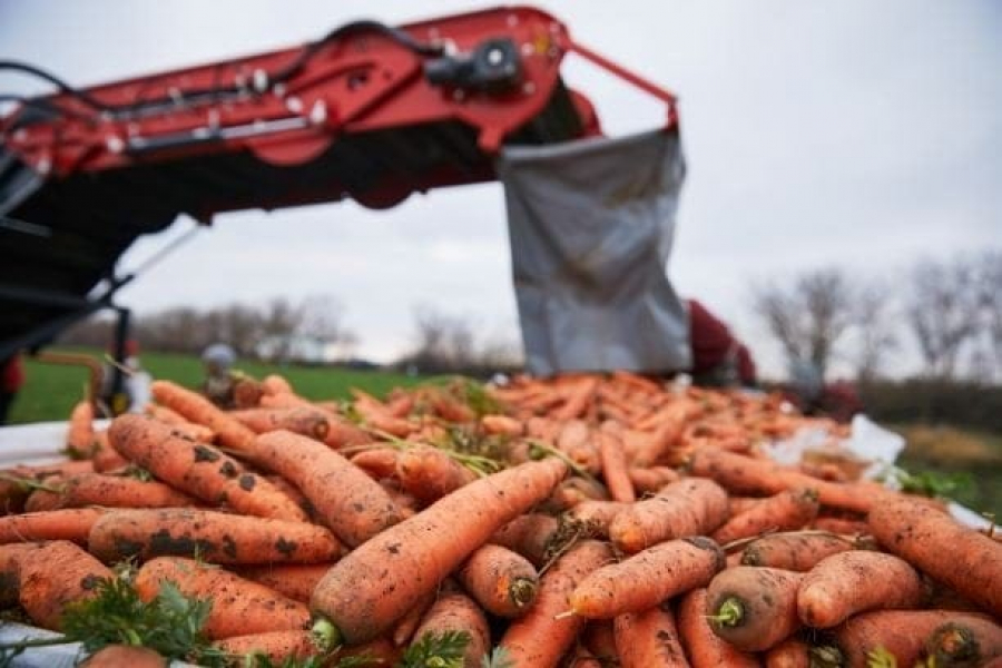 Legumicultorii gălățeni aruncă mii de tone de marfă, din cauza retururilor din supermarketuri