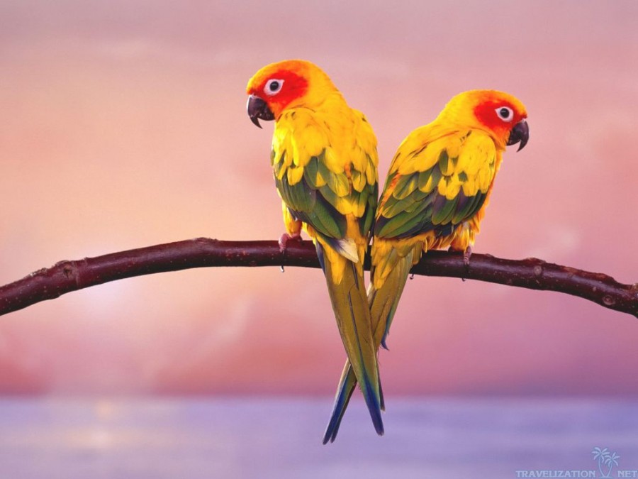 1 aprilie - Ziua Mondială a Păsărilor