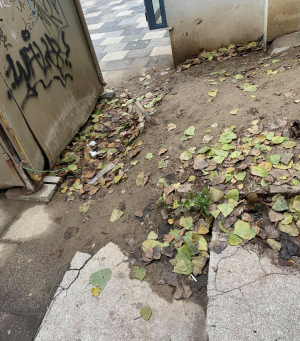 Frunze și deșeuri uitate în zonele centrale