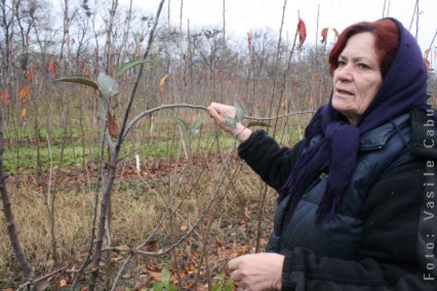 Pomi cu brandul Dragostinei Brăilescu