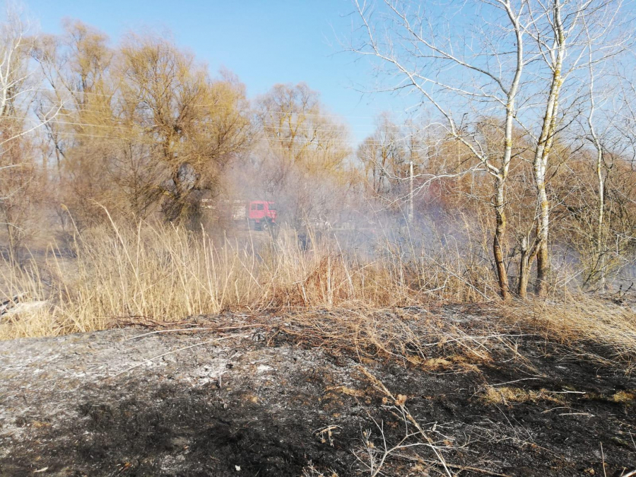 Pădure de salcâmi, incendiată intenționat