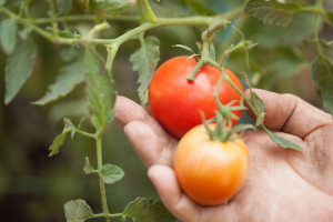 Sute de legumicultori aşteaptă BANII pentru tomate