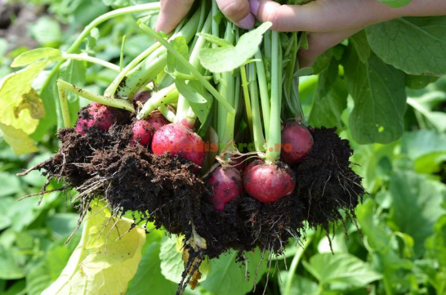 Legumicultorii gălățeni și-ar putea limita producția, din cauza costurilor