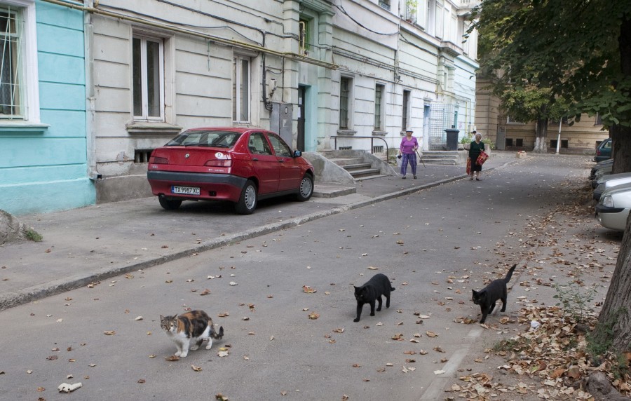 La căminele studenţeşti, paradisul câinilor şi al pisicilor