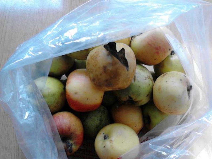 Elevii gălăţeni primesc în continuare mere mici şi mucegăite