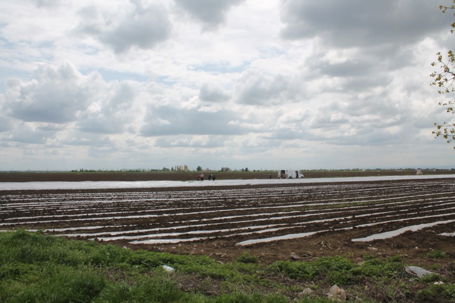 Vom avea pâine pe masă? Ce şi cât promite agricultura gălăţeană în acest an 